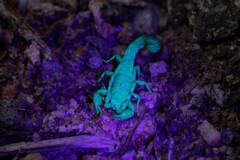 Superstitionia donensis