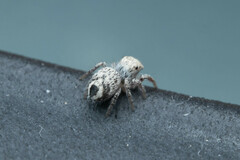 Habronattus hirsutus