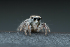 Habronattus hirsutus