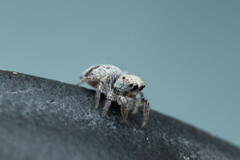 Habronattus hirsutus
