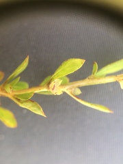 Ludwigia microcarpa