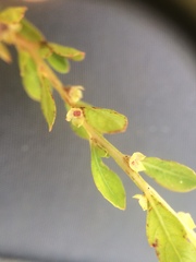 Ludwigia microcarpa