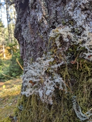 Sphaerophorus tuckermanii