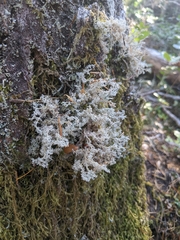 Sphaerophorus tuckermanii