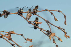 Dieunomia nevadensis