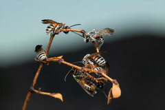 Dieunomia nevadensis