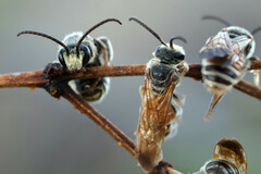 Dieunomia nevadensis