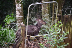 Tragelaphus sylvaticus
