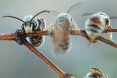 Dieunomia nevadensis