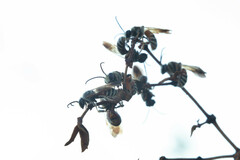 Dieunomia nevadensis