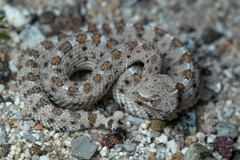 Crotalus cerastes