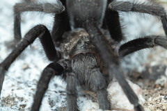 Aphonopelma xwalxwal