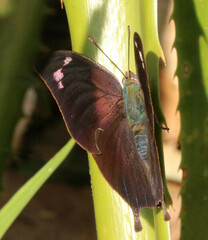 Memphis moruus