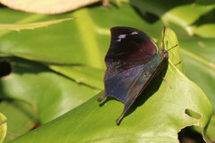 Memphis moruus