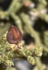 Walshomyia juniperina