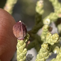Walshomyia juniperina