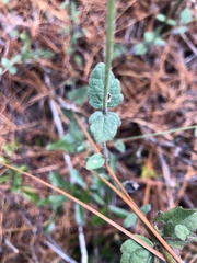 Eupatorium pilosum