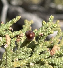 Walshomyia juniperina