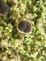 Megalaria pulverea