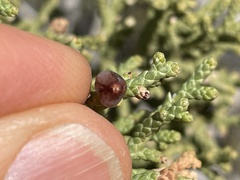 Walshomyia juniperina