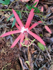 Passiflora speciosa