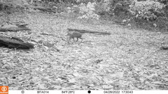 Dasyprocta fuliginosa