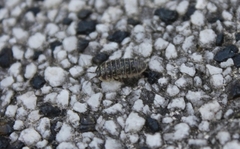 Armadillidium versicolor