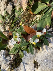 Polygaloides chamaebuxus