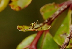 Novaranea queribunda