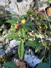 Polygaloides chamaebuxus