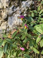 Polygaloides chamaebuxus