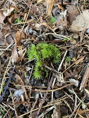 Atrichum undulatum