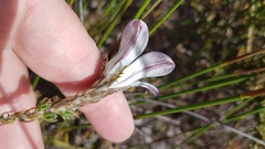 Roella arenaria