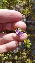 Muraltia macropetala