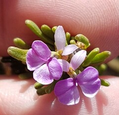 Muraltia macropetala