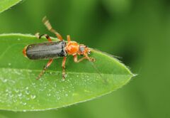 Cantharis