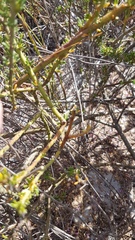 Muraltia macropetala