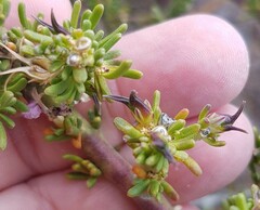 Muraltia macropetala