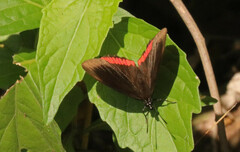 Biblis hyperia