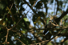 Thalurania glaucopis