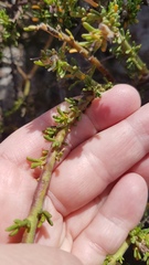 Muraltia macropetala