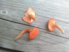 Cantharellus cinnabarinus