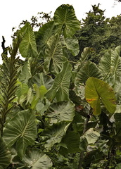 Montrichardia linifera