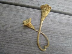 Gerronema strombodes