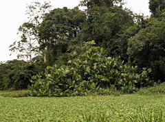 Montrichardia linifera