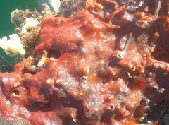 Spirastrella cunctatrix