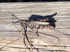 Melanoplus ponderosus