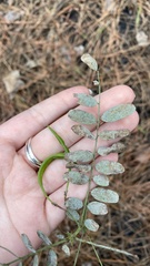 Tephrosia virginiana