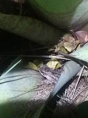 Rhinella crucifer