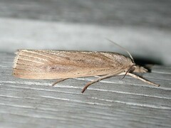 Thopeutis forbesellus